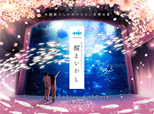 京都水族館 春を楽しむインタラクティブアート 「桜といわし」