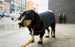 Disco Dog